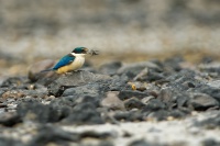 Lednacek posvatny - Todiramphus sanctus - Sacred kingfisher - kotare 6795